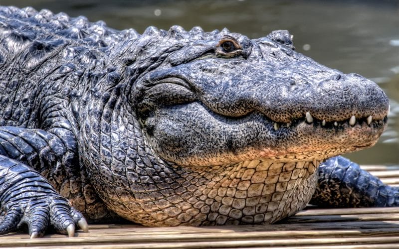 Крокодилы - красивые картинки (100 фото) #50