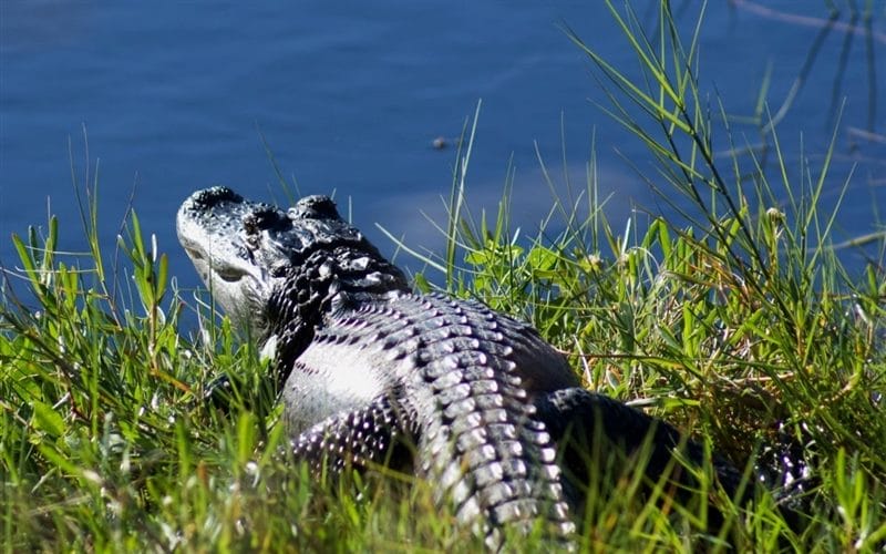 Крокодилы - красивые картинки (100 фото) #63