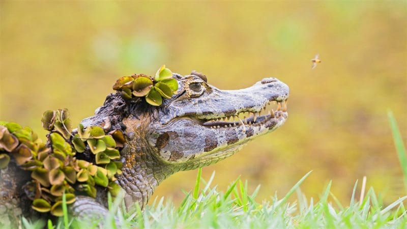 Крокодилы - красивые картинки (100 фото) #85