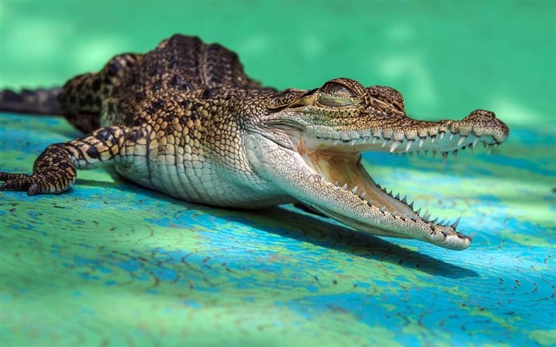 Крокодилы - красивые картинки (100 фото) #72