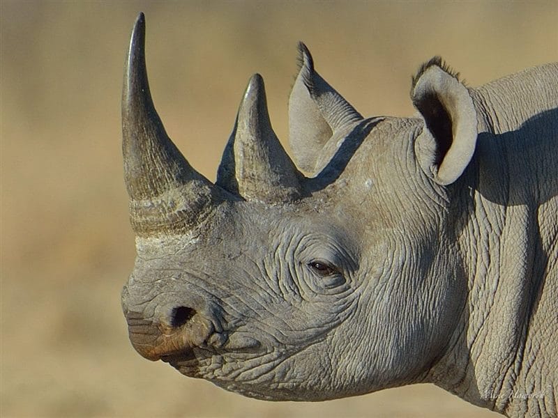 Носороги - красивые картинки (100 фото) #53