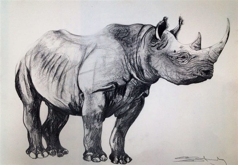 Носороги - красивые картинки (100 фото) #54
