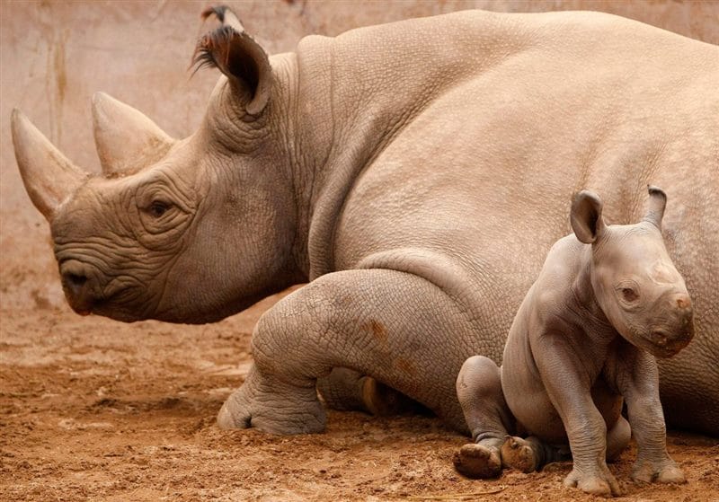 Носороги - красивые картинки (100 фото) #48