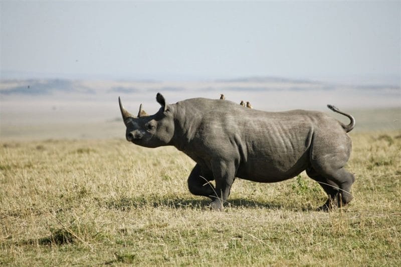 Носороги - красивые картинки (100 фото) #63