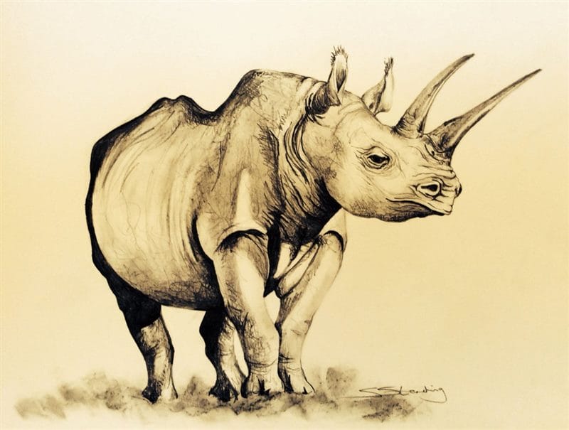 Носороги - красивые картинки (100 фото) #68