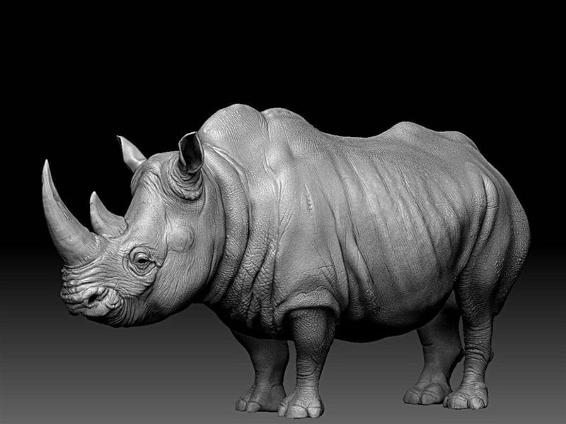 Носороги - красивые картинки (100 фото) #65