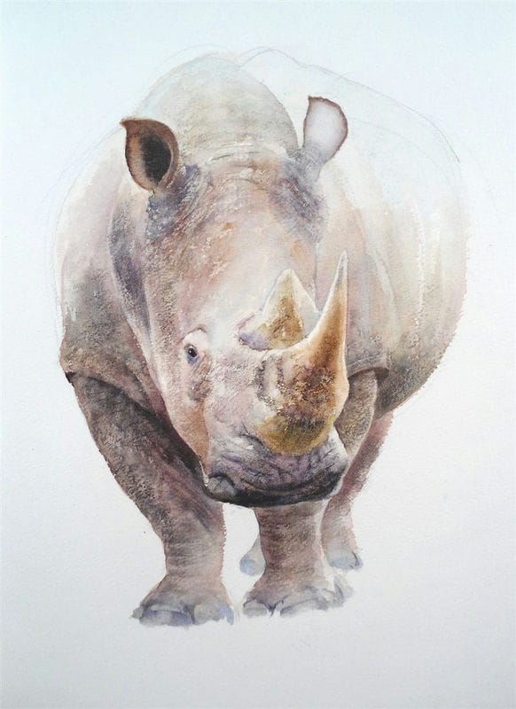 Носороги - красивые картинки (100 фото) #40