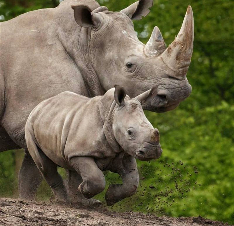 Носороги - красивые картинки (100 фото) #56