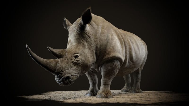 Носороги - красивые картинки (100 фото) #83