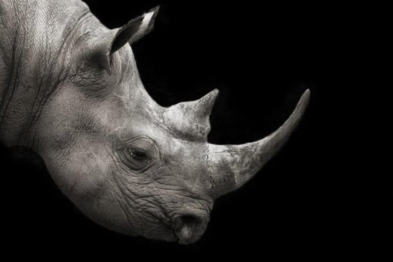 Носороги - красивые картинки (100 фото) #85