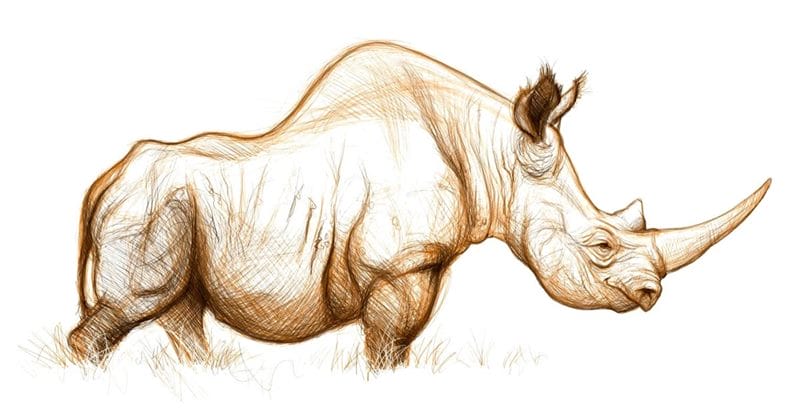 Носороги - красивые картинки (100 фото) #76