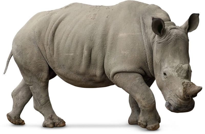 Носороги - красивые картинки (100 фото) #61