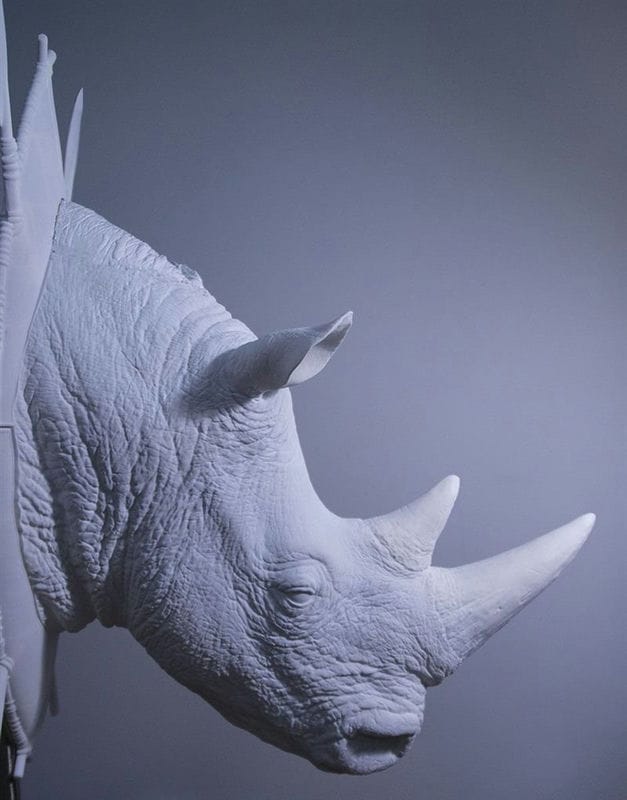 Носороги - красивые картинки (100 фото) #70
