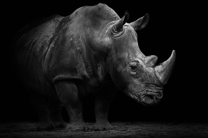 Носороги - красивые картинки (100 фото) #77