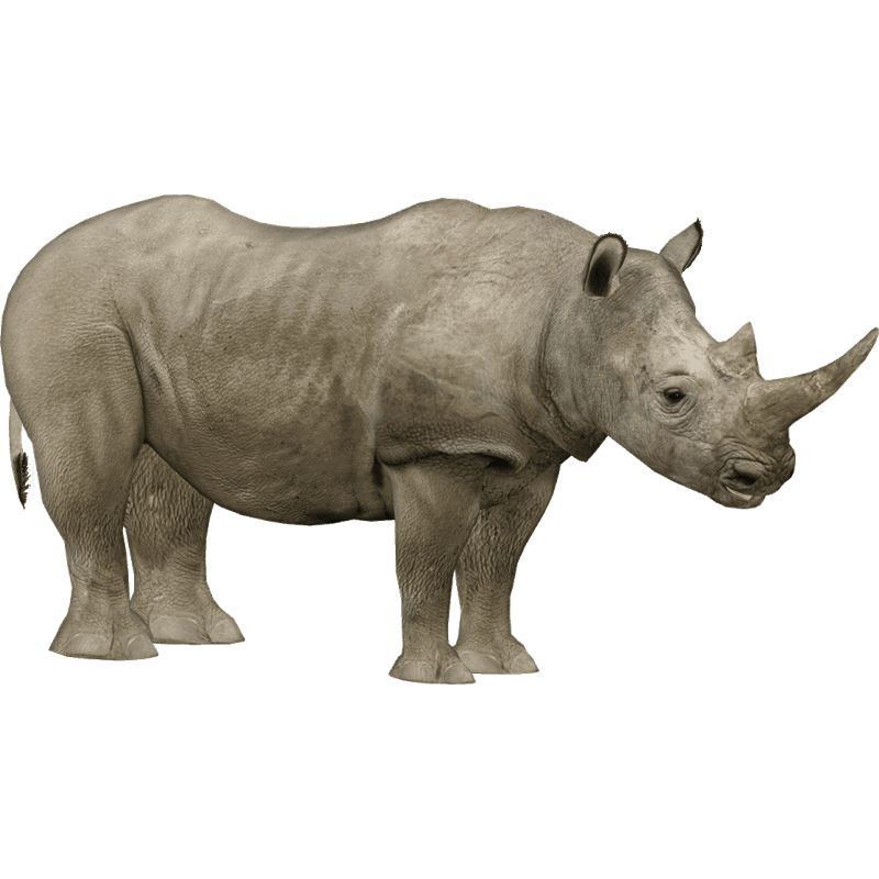 Носороги - красивые картинки (100 фото) #96