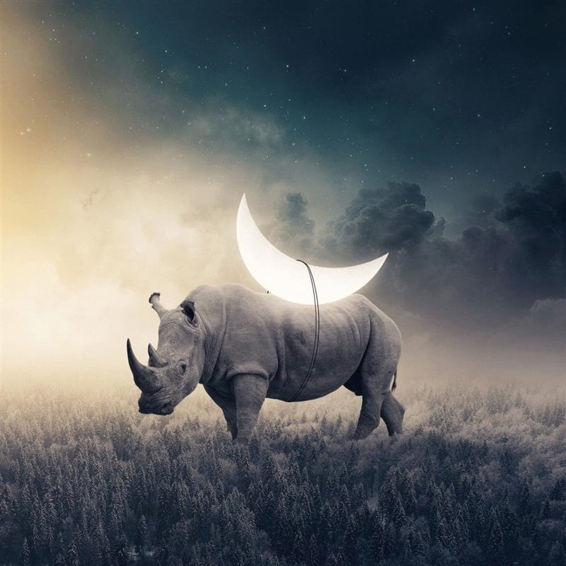 Носороги - красивые картинки (100 фото) #51