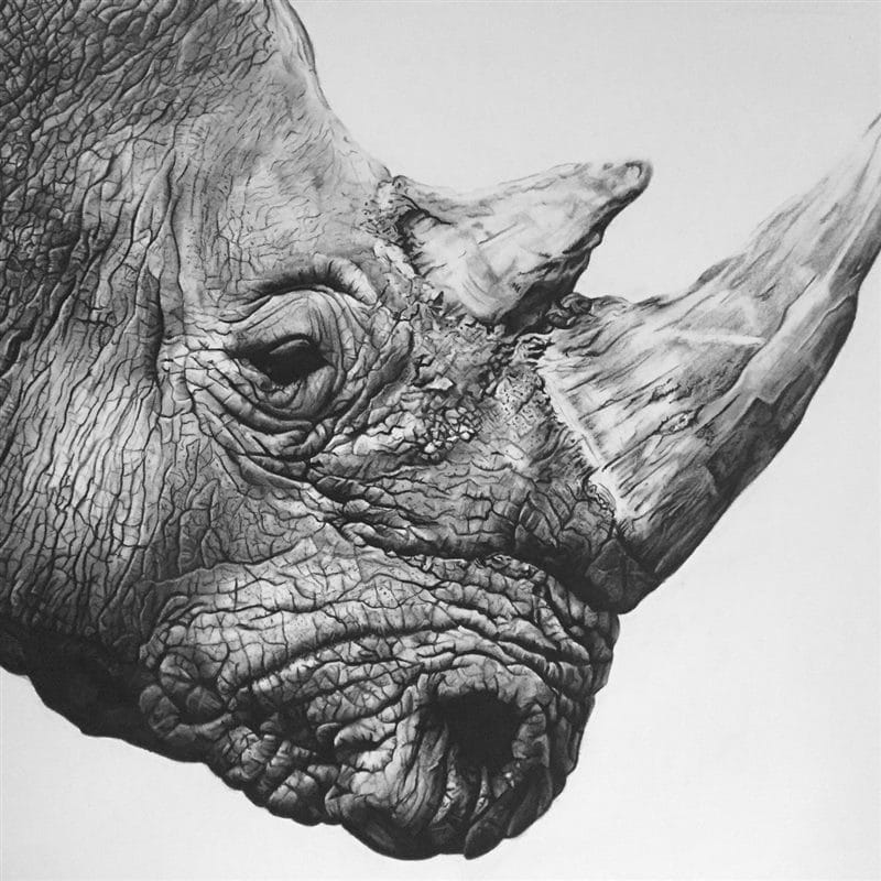 Носороги - красивые картинки (100 фото) #41