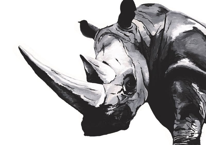 Носороги - красивые картинки (100 фото) #74