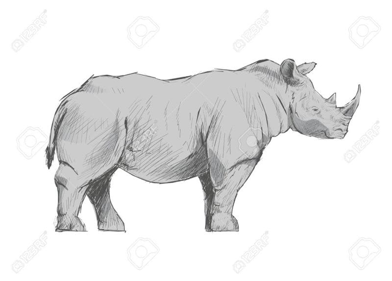 Носороги - красивые картинки (100 фото) #81