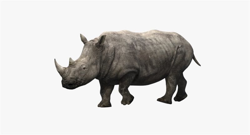 Носороги - красивые картинки (100 фото) #90