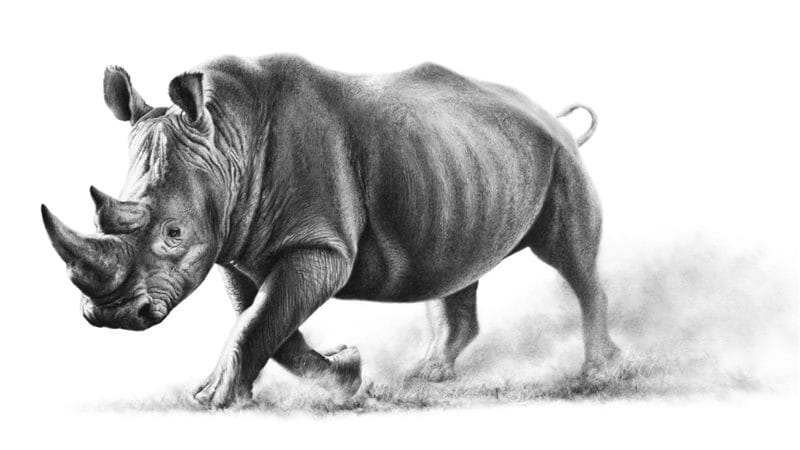 Носороги - красивые картинки (100 фото) #78