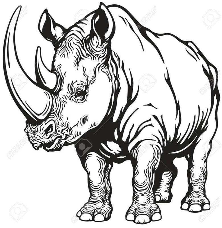 Носороги - красивые картинки (100 фото) #49