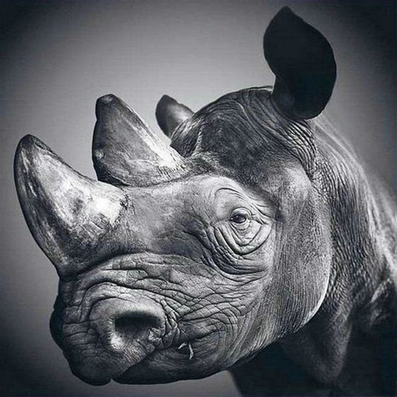 Носороги - красивые картинки (100 фото) #52