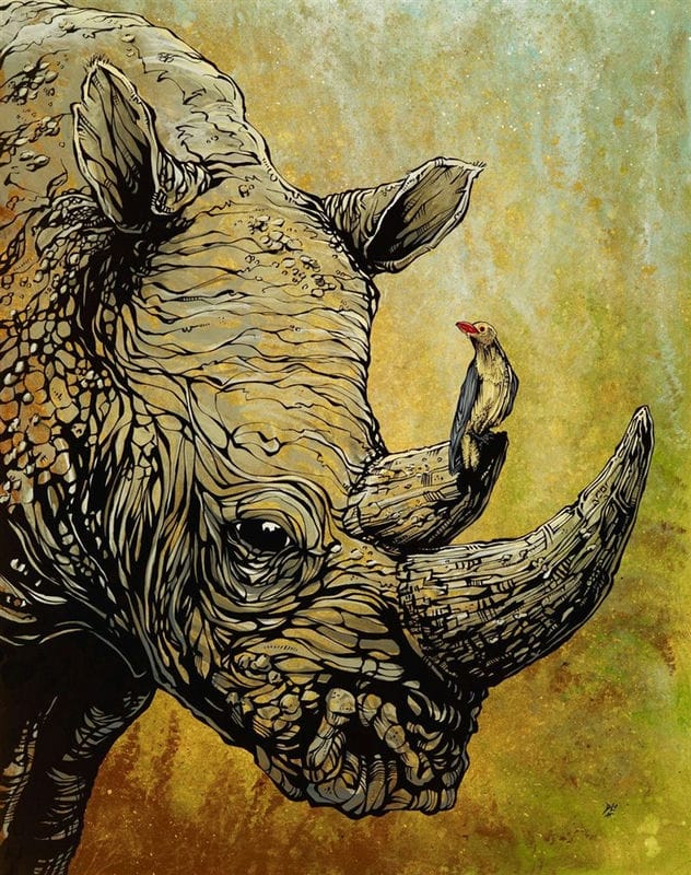 Носороги - красивые картинки (100 фото) #91