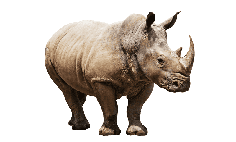 Носороги - красивые картинки (100 фото) #98
