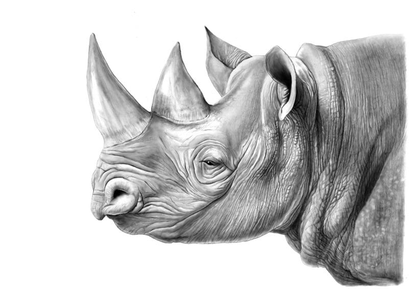 Носороги - красивые картинки (100 фото) #72