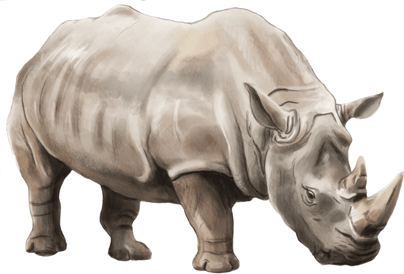 Носороги - красивые картинки (100 фото) #92
