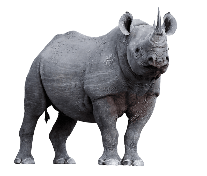 Носороги - красивые картинки (100 фото) #99
