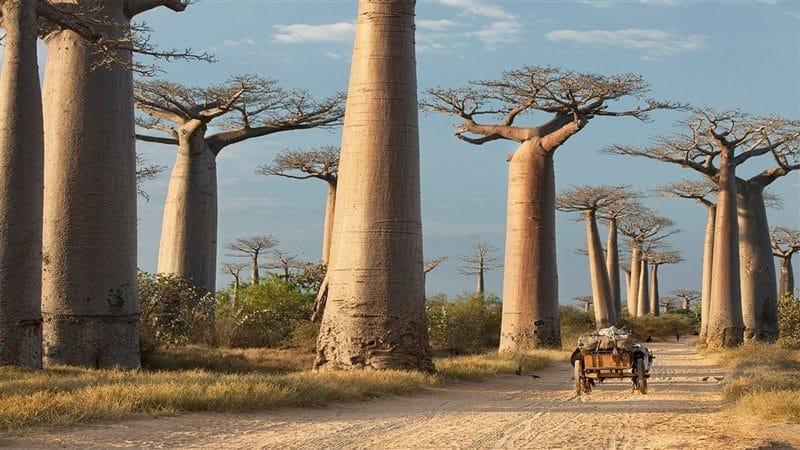 Красивые картинки Африки (100 фото) #14