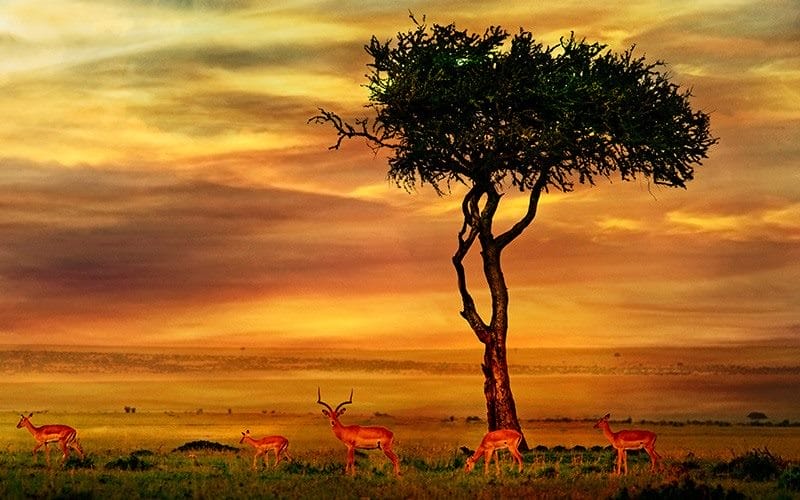 Красивые картинки Африки (100 фото) #38