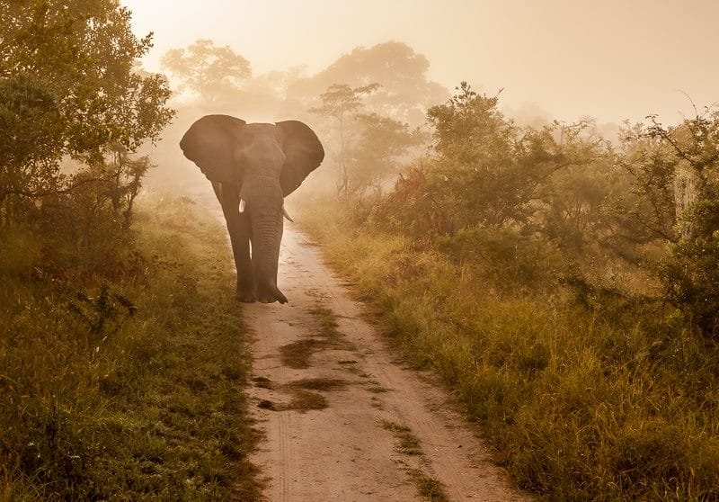 Красивые картинки Африки (100 фото) #29