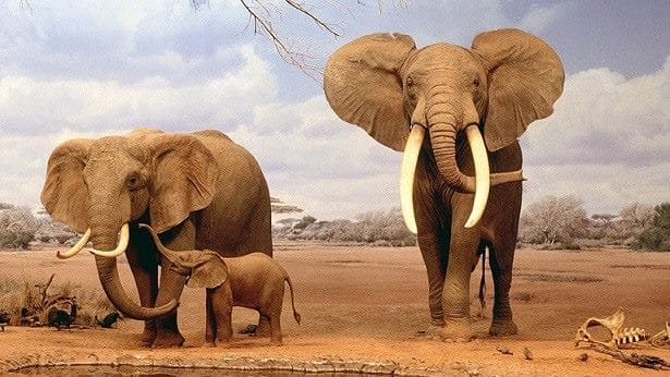 Картинки африканских животных (100 фото) #11