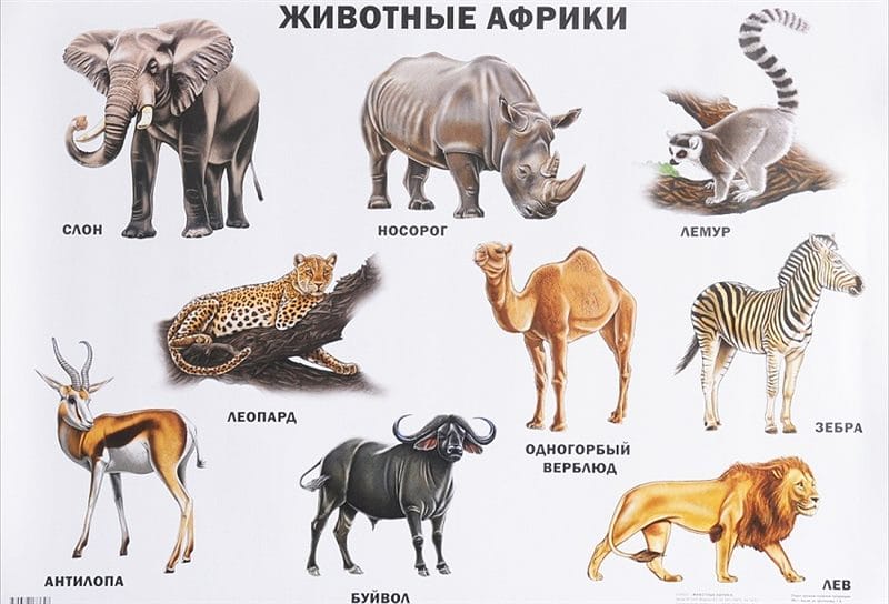 Картинки африканских животных (100 фото) #20