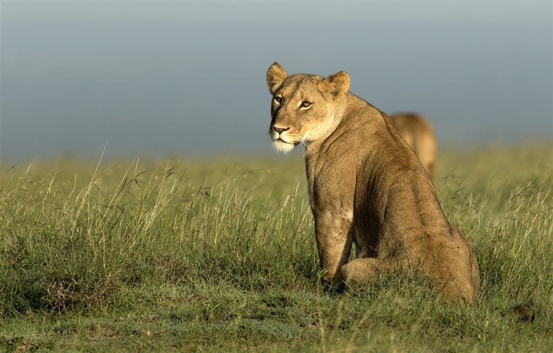 Картинки африканских животных (100 фото) #18