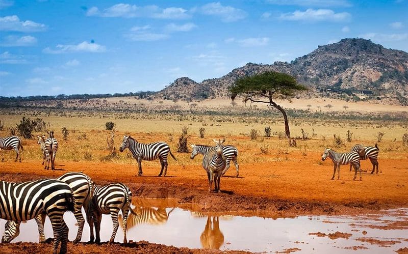 Картинки африканских животных (100 фото) #9