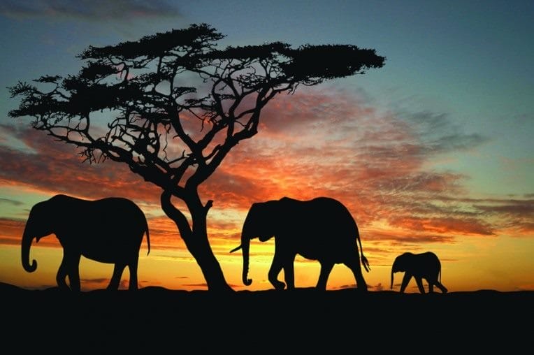 Картинки африканских животных (100 фото) #28