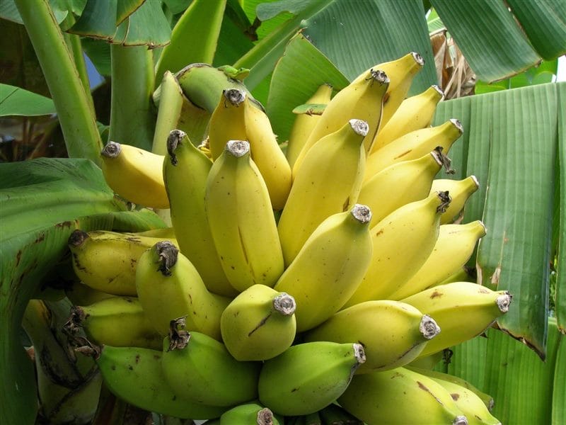Картинки бананы (100 фото) #15