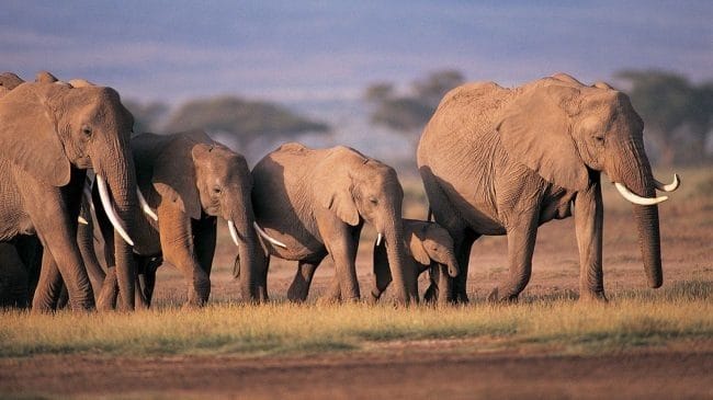 Картинки африканских животных (100 фото) #91