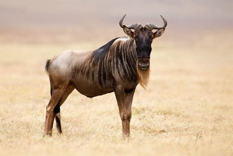 Картинки африканских животных (100 фото) #90