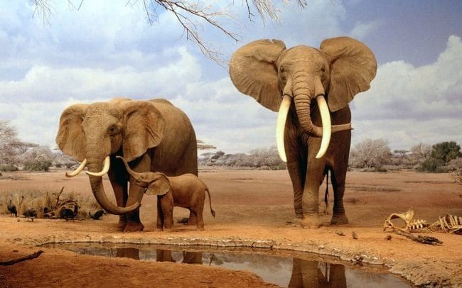 Картинки африканских животных (100 фото) #96
