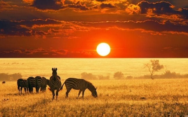 Красивые картинки Африки (100 фото) #96