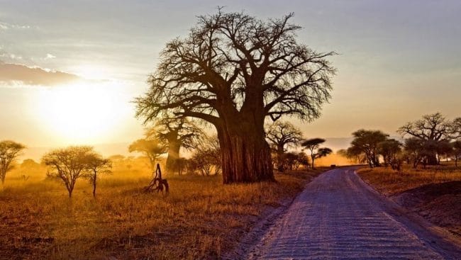 Красивые картинки Африки (100 фото) #99