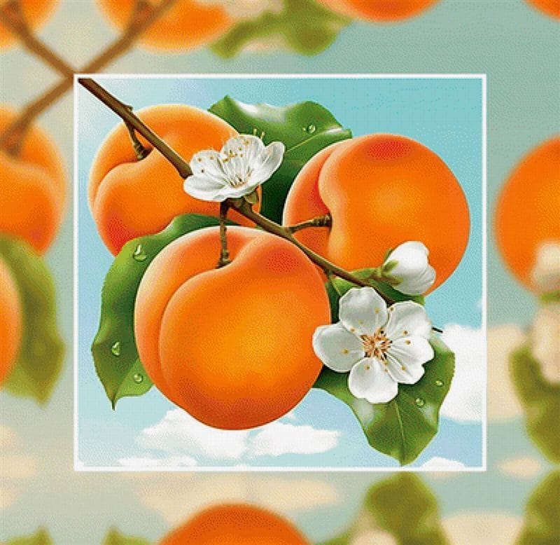 Картинки абрикосы (100 фото) #50