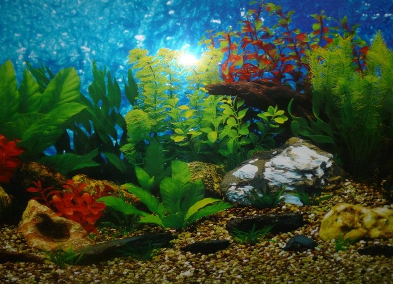Картинки аквариум (100 фото) #58