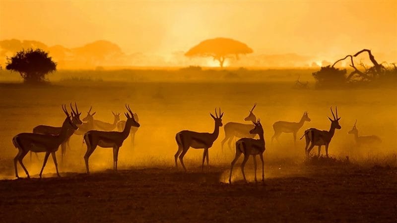 Картинки африканских животных (100 фото) #76