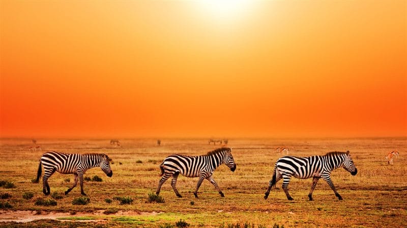 Картинки африканских животных (100 фото) #63